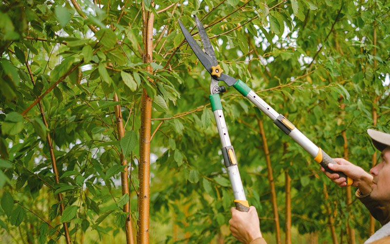 Tree trimming in Alden, IA